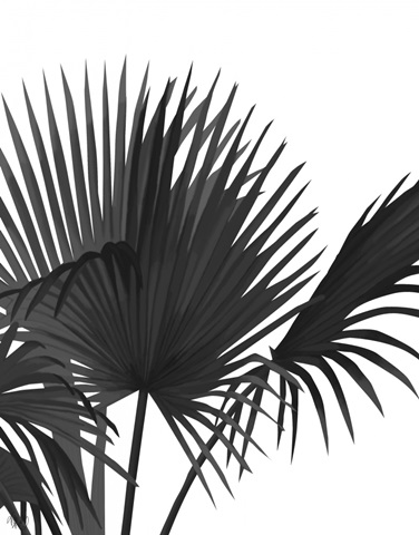 Fan Palm 1, Black On White
