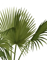 Fan Palm 1, Green on White