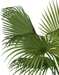 Fan Palm 2, Green on White