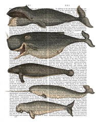 Five Vintage Whales