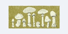 Forest Fungi I