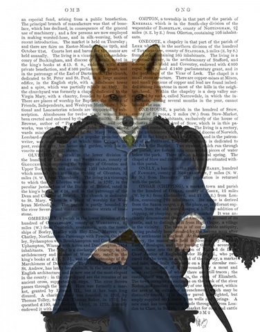 Fox Edwardian Gent, Portrtait