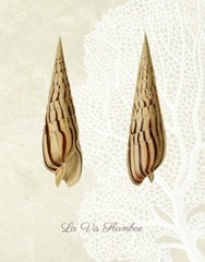 French Shell Print b