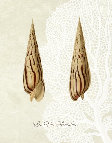 French Shell Print b