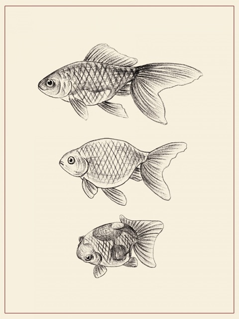 Goldfish IV