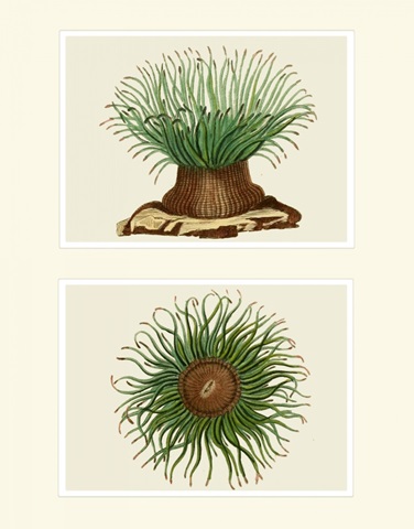 Green Sea Anemone on 2 panels