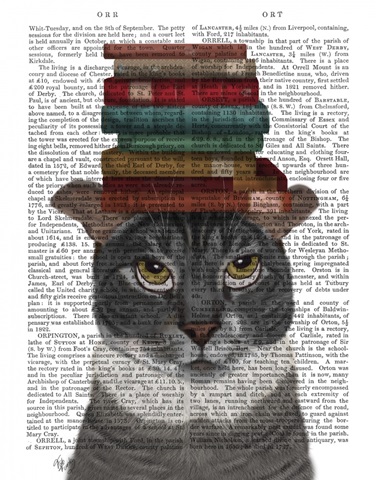 Grey Cat with Books on Head