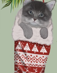 Grey Kitten in Christmas Stocking