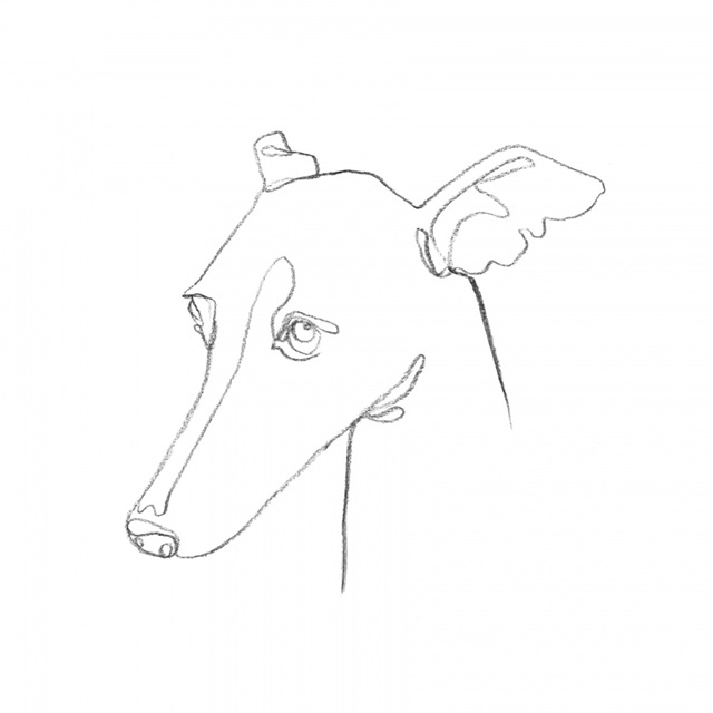 Greyhound Pencil Portrait I
