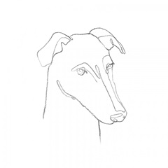 Greyhound Pencil Portrait II