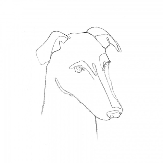 Greyhound Pencil Portrait II