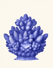 Haeckel Hexacoralla Coral Blue