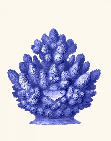 Haeckel Hexacoralla Coral Blue