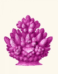 Haeckel Hexacoralla Coral Pink