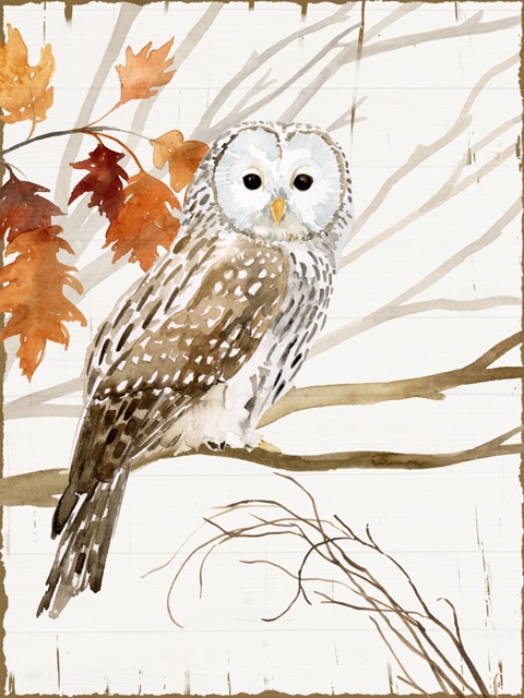 Harvest Owl I