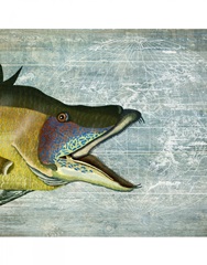 Hog Fish print on nautical map image