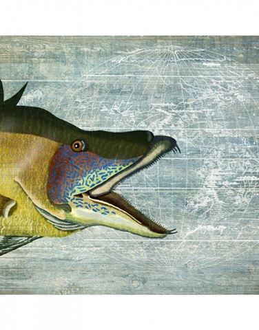 Hog Fish print on nautical map image