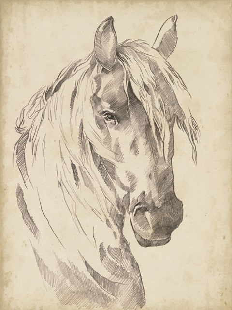 Horse Portrait Sketch I