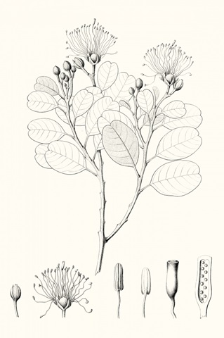 Illustrative Leaves I