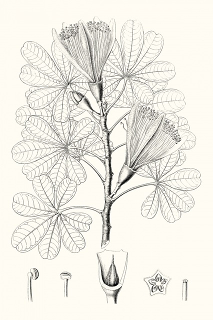 Illustrative Leaves II