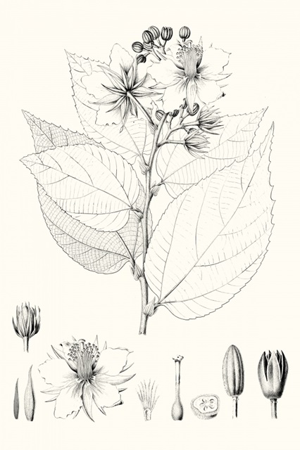 Illustrative Leaves III