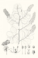 Illustrative Leaves IV