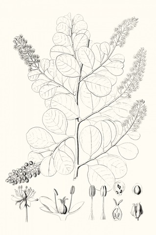Illustrative Leaves IV