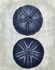 Indigo Blue Sea Urchins a
