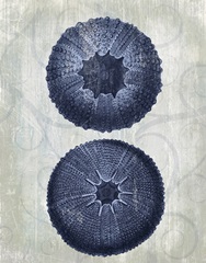 Indigo Blue Sea Urchins b