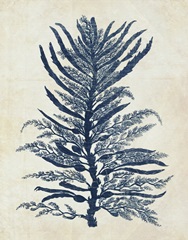 Indigo Blue Seaweed 1 b