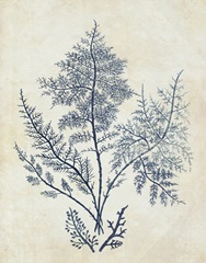 Indigo Blue Seaweed 1 d