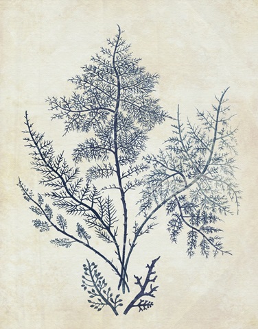 Indigo Blue Seaweed 1 d