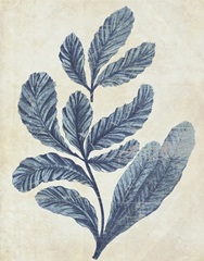 Indigo Blue Seaweed 2 a