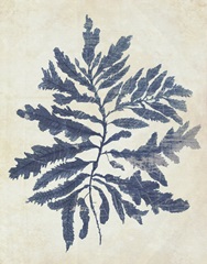 Indigo Blue Seaweed 2 b