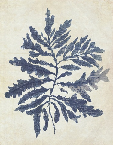 Indigo Blue Seaweed 2 b