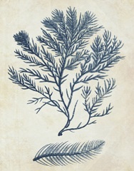 Indigo Blue Seaweed 2 c