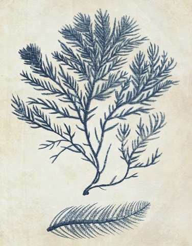 Indigo Blue Seaweed 2 c