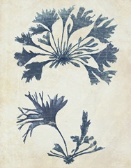 Indigo Blue Seaweed 2 d