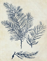 Indigo Blue Seaweed 3 a