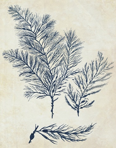 Indigo Blue Seaweed 3 a