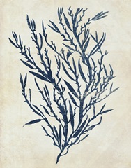 Indigo Blue Seaweed 3 b