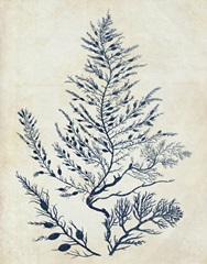 Indigo Blue Seaweed 3 d