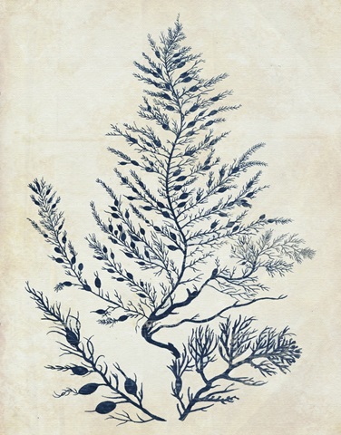 Indigo Blue Seaweed 3 d