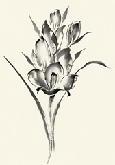 Ink Wash Floral II - Gladiolus