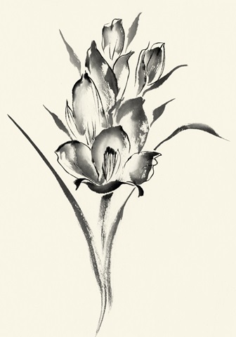 Ink Wash Floral II - Gladiolus