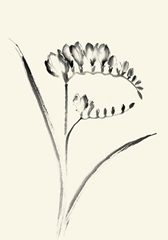 Ink Wash Floral VI - Freesia