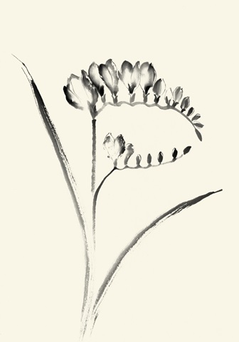 Ink Wash Floral VI - Freesia