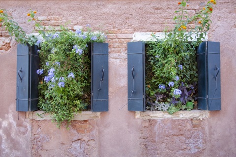 Italian Window Flowers II