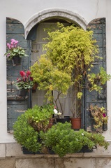 Italian Window Flowers IV