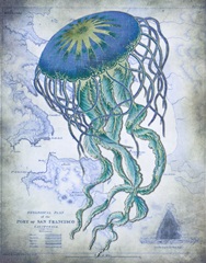Jellyfish On image of Nautical Map